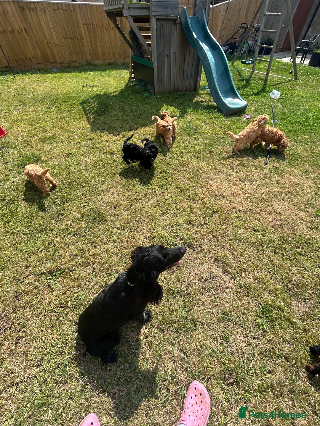 Cockapoo dogs for sale: Adorable F1 Cockapoos from 5* licensed breeder - Image 7