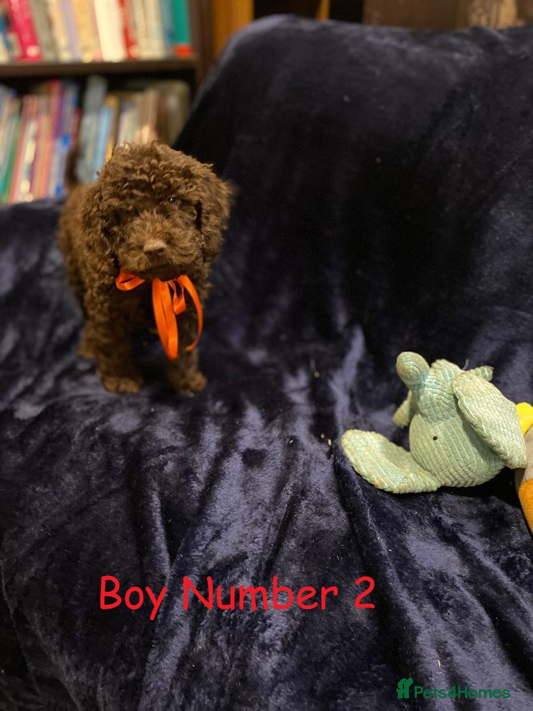 Cockapoo dogs for sale: Chocolate Cockapoo Puppies - PRICE REDUCED - Image 3