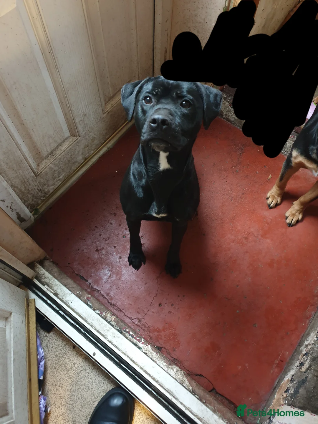 Mixed Breed dogs for sale: X2 female dogs must go together - Advert 3