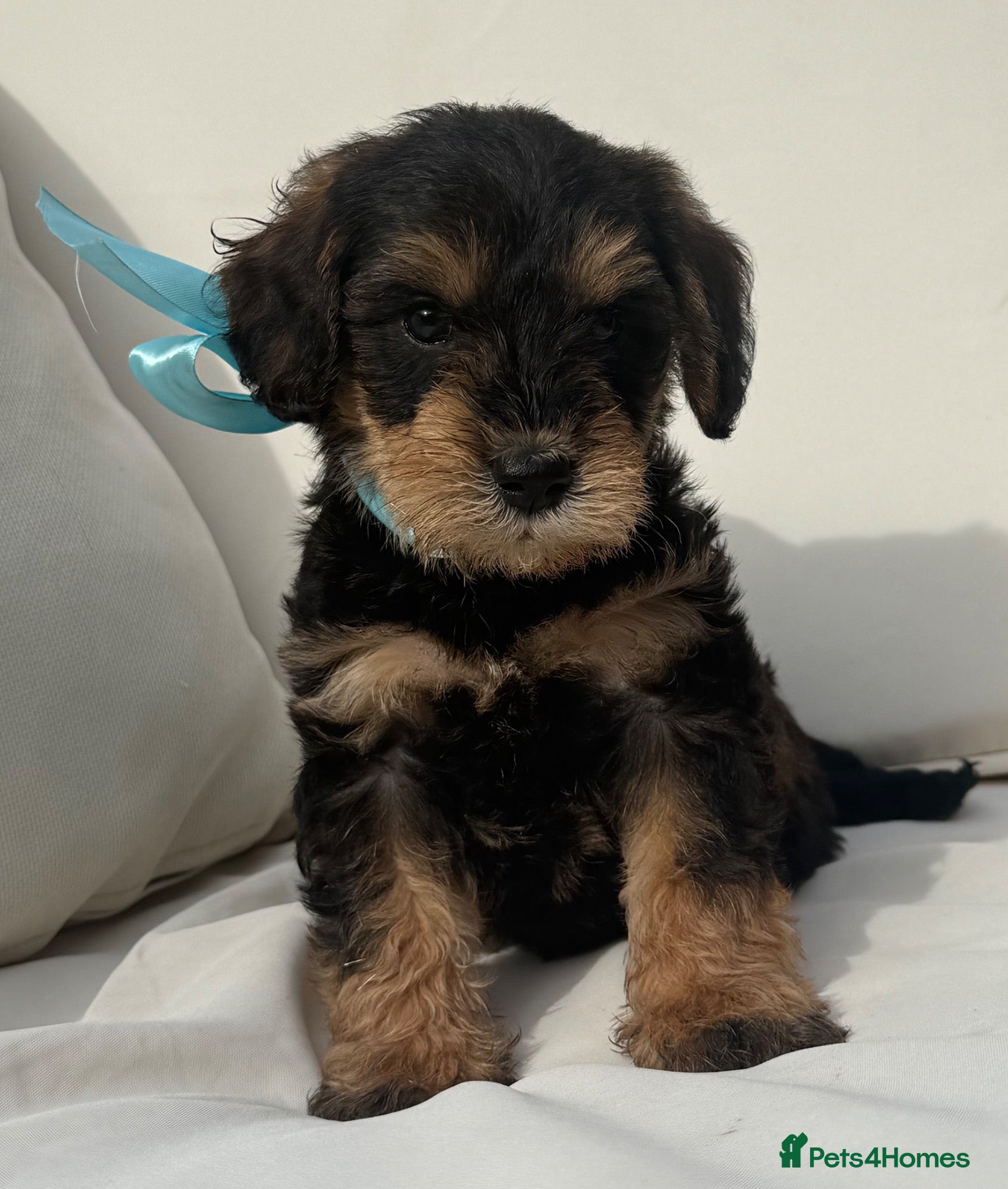 Schnoodle dogs Stunning 😍 - Advert 5