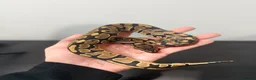 Python Snake reptiles for sale: Royal Python - Advert 6