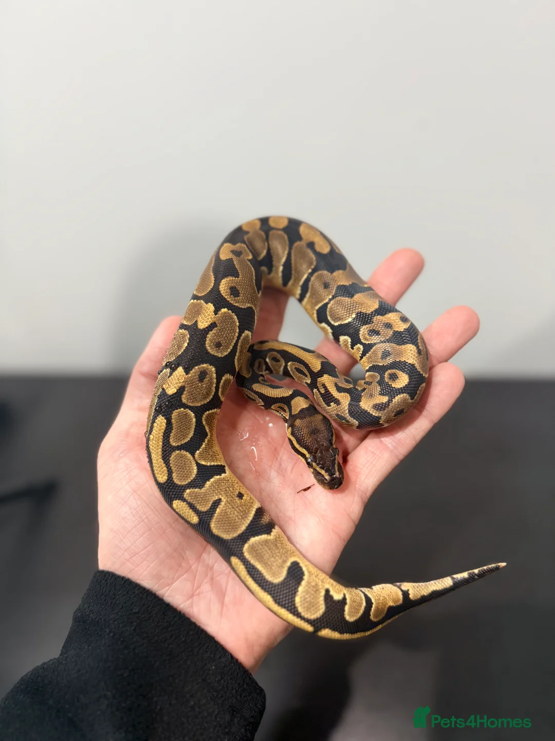Python Snake reptiles for sale: Royal Python - Advert 6