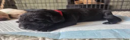 Labrador Retriever dogs for sale: Beautiful litter kc registered labradors  - Advert 4