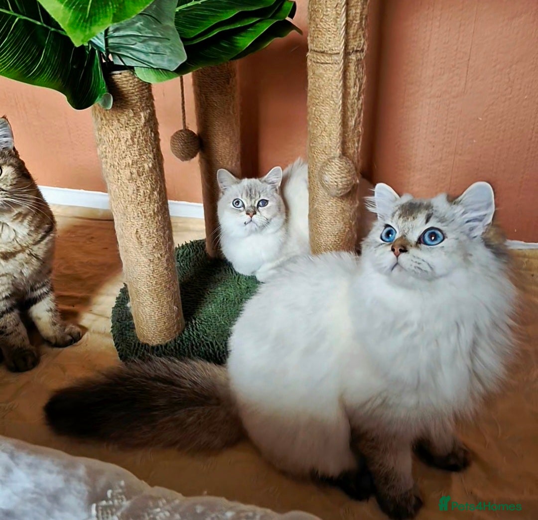 British Shorthair cats for sale: Exceptional BSH& BLH blue golden shaded Ny11 💖 - Advert 8