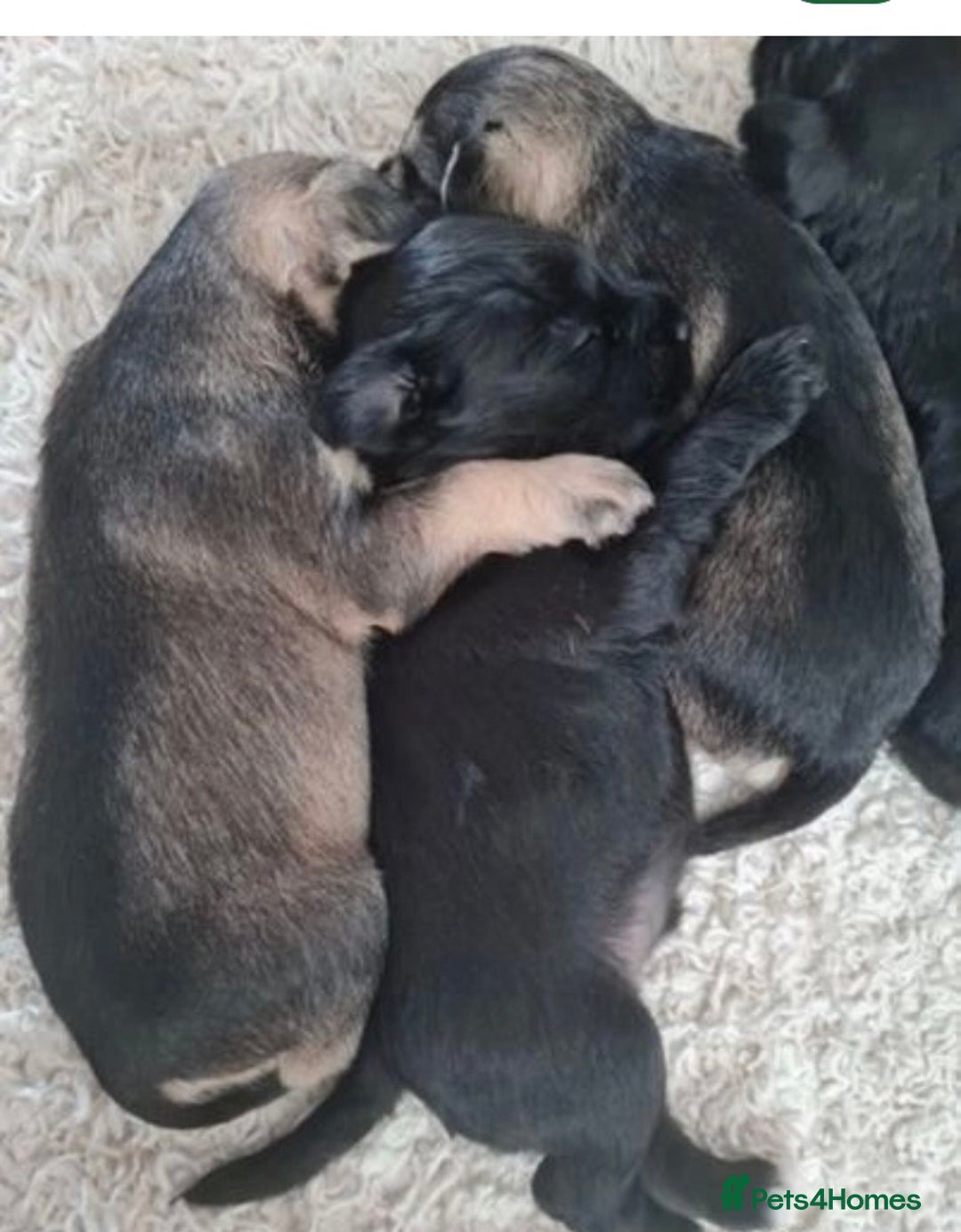 Miniature Schnauzer dogs for stud: KC Reg Choc/White Min Schnauzer MAC +BVA Clear in Coventry - Advert 22