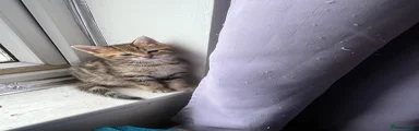 Domestic Shorthair 2