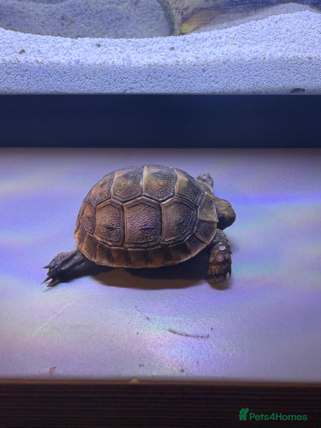 Hermann Tortoise reptiles for sale: 4 month old Hermann’s Tortoise Baby Captive Bred - Advert 3