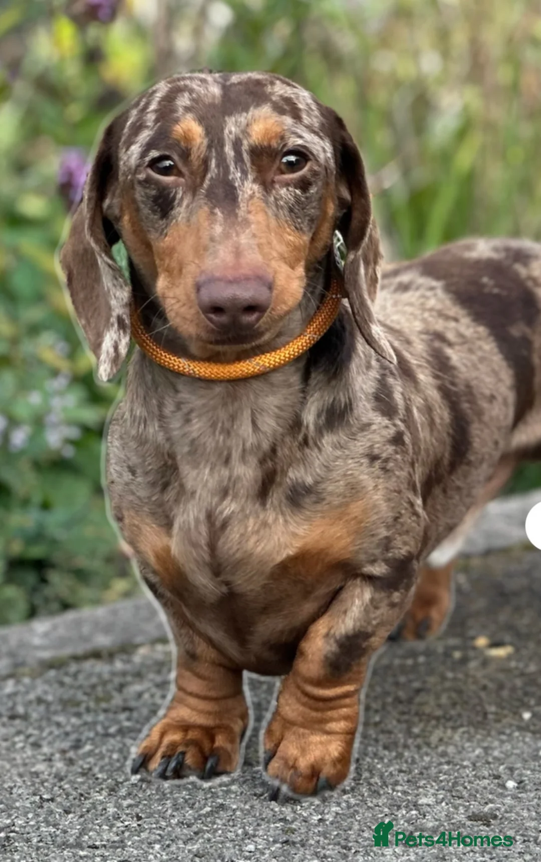 Miniature Dachshund dogs for sale: Beautiful miniature dachshund PRA clear boys  - Advert 10