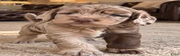 Cockapoo dogs for sale: Super Quality Cockerpoos  - Advert 12