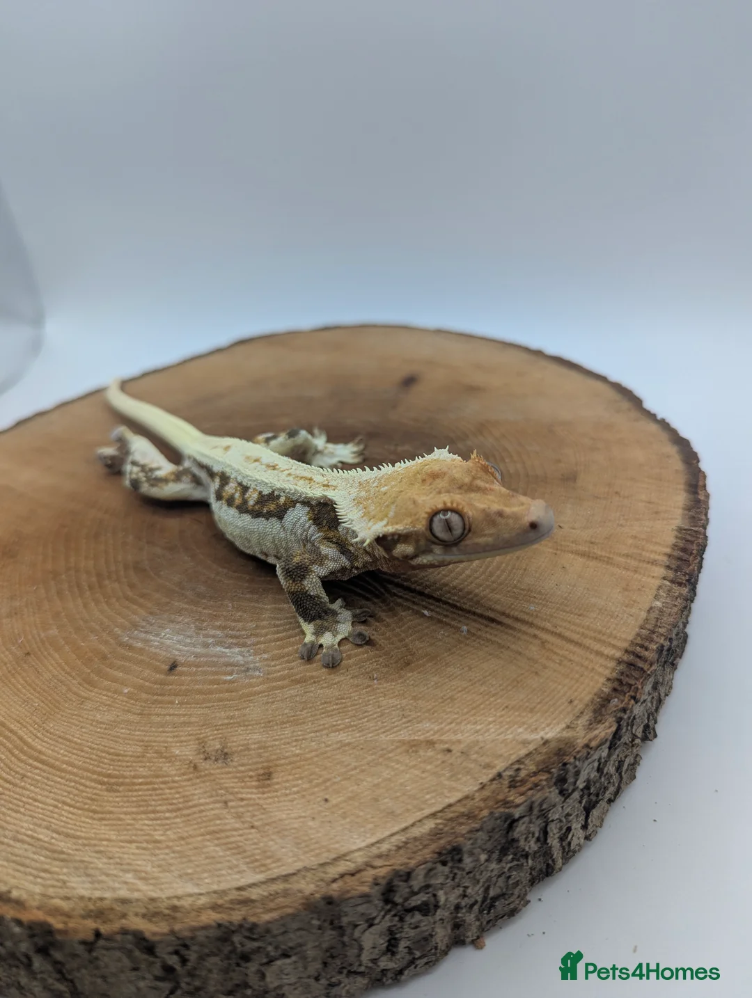 Gecko reptiles for sale: Mixed Morph Crested Gecko - Advert 2