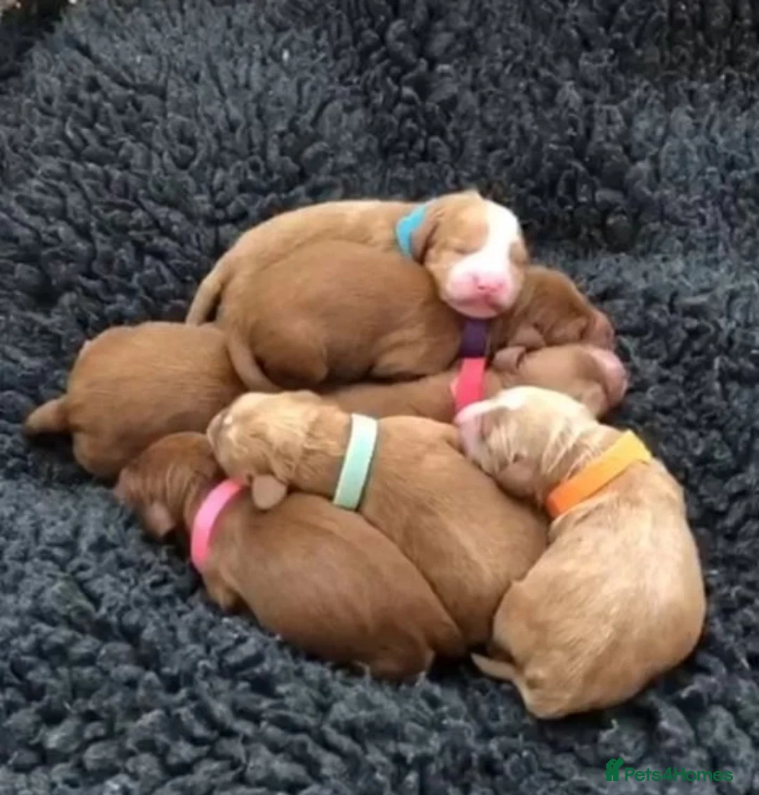 Miniature Poodle dogs for stud: KC DNA tested proven RED miniature poodle stud in Manchester - Advert 18