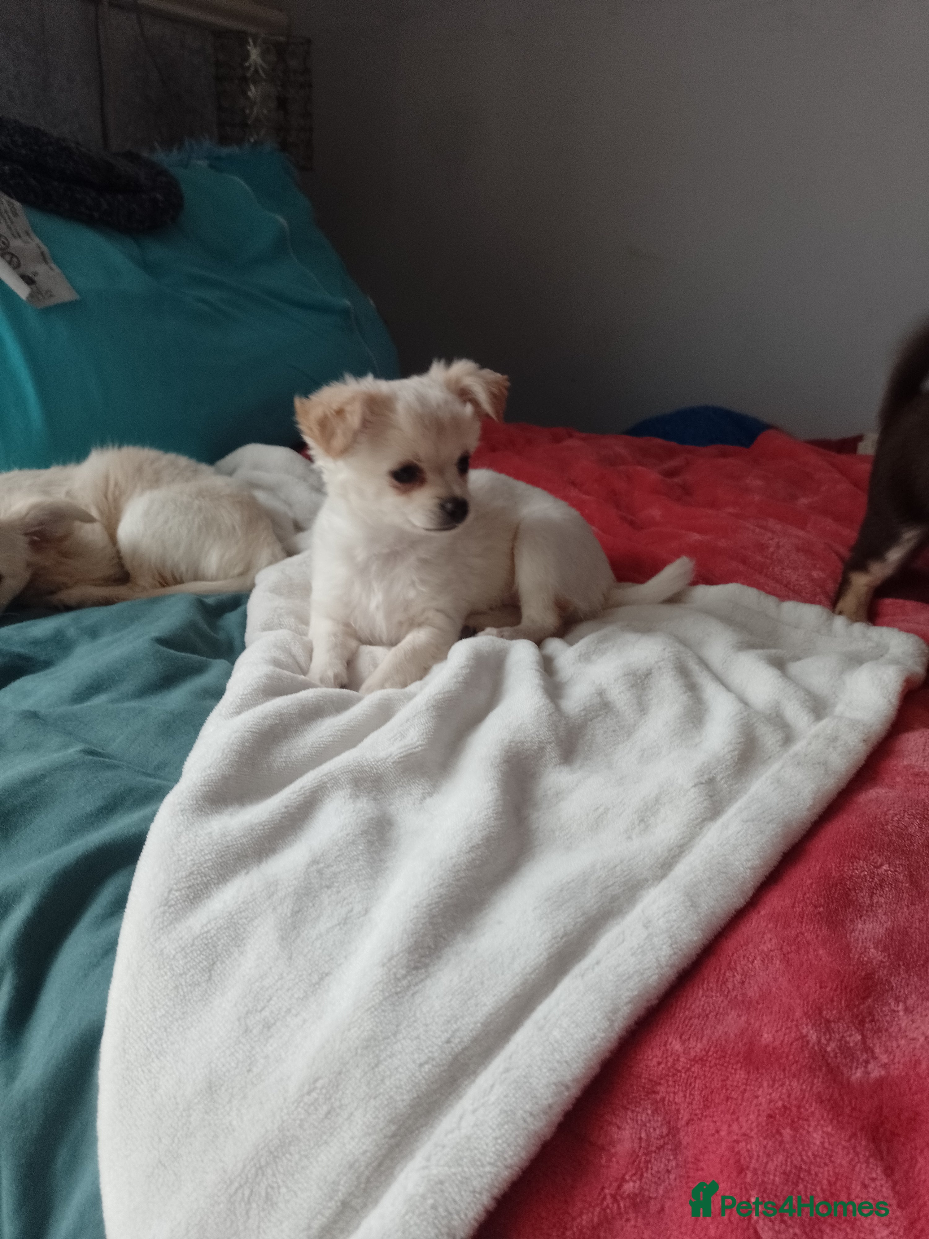 Chihuahua dogs Long haired chihuahuas - Advert 3