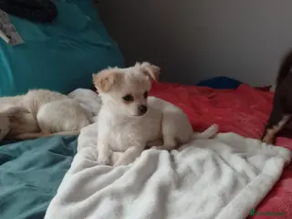 Chihuahua dogs Long haired chihuahuas - Advert 9