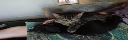 Mixed Breed cats for sale: Maine coon x Brothers 3 months old - Advert 1