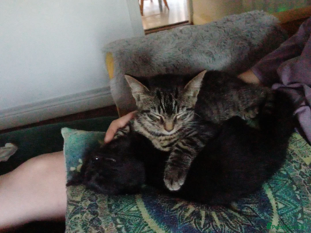 Mixed Breed cats for sale: Maine coon x Brothers 3 months old - Advert 1