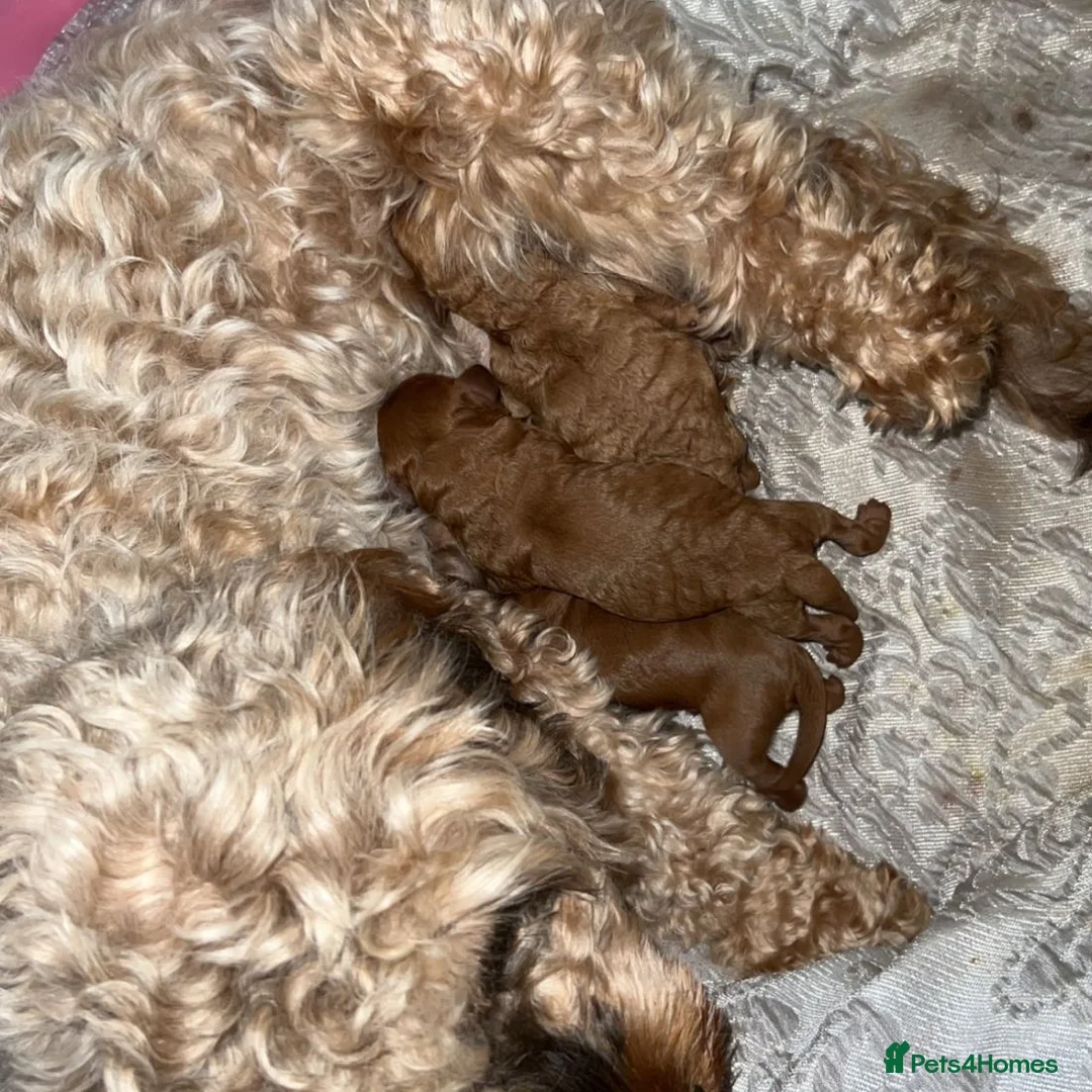 Poodle dogs for stud: Red K.C Reg Miniature Poodle 4 Stud HEALTH TESTED in Chesterfield - Advert 11