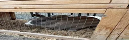Mixed Breed rabbits for sale: Male and female rabbit for safe in Worksop - Advert 3