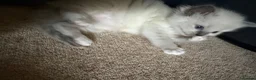 Ragdoll cats for sale: Pure ragdoll kittens  in Bristol - Advert 7