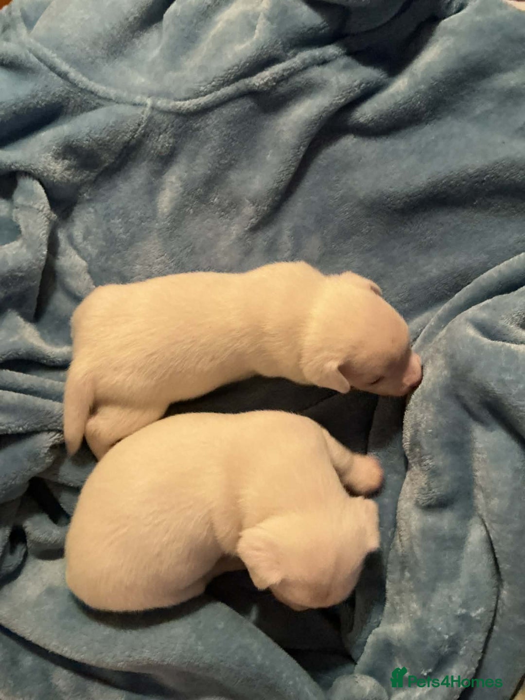 Mixed Breed dogs for sale: Two male Jack RussellX Chioua  - Advert 7