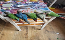 Conures birds for sale: green cheek conures females - Image 2