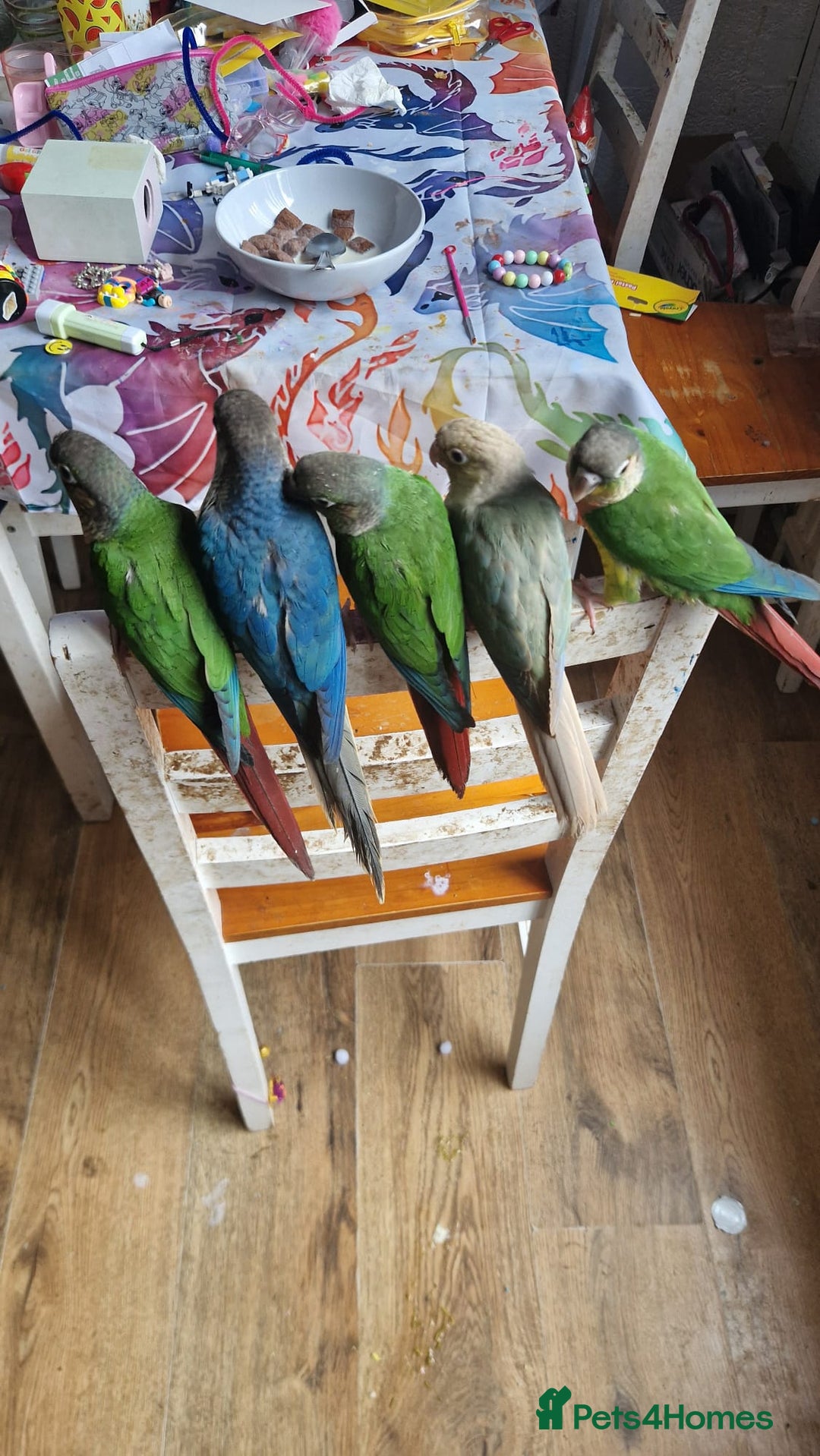 Conures birds for sale: green cheek conures females - Image 2