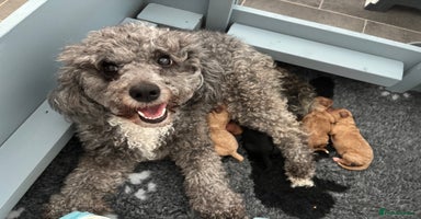 Cavapoochon dogs - Advert 10
