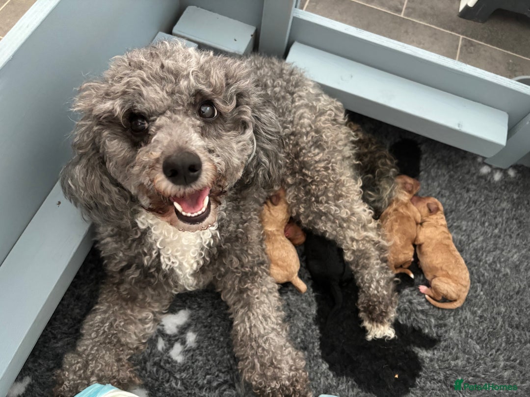 Cavapoochon dogs for sale: Cavapoochon Puppies - Image 1