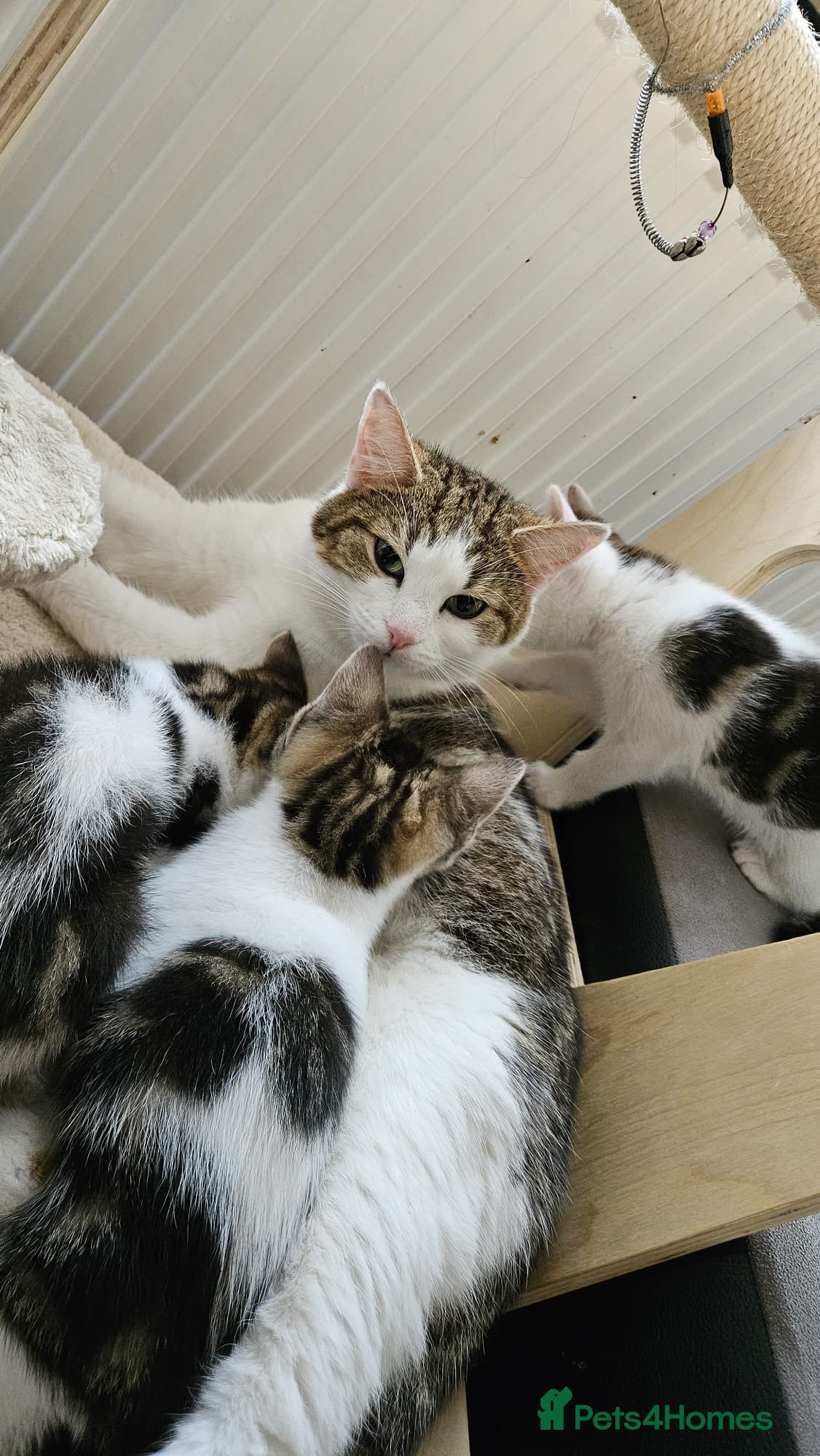 Mixed Breed cats 3 Adoptable Kittens Looking for a Loving Home - Advert 6