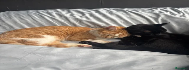 Ginger&bear