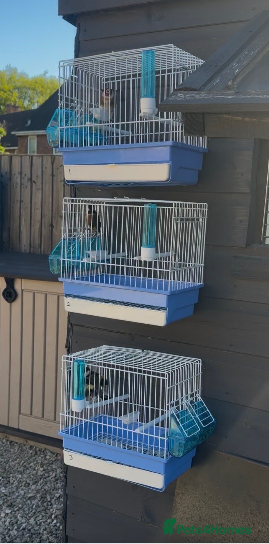 Canaries birds x5 hens bbc rungs available  - Advert 21