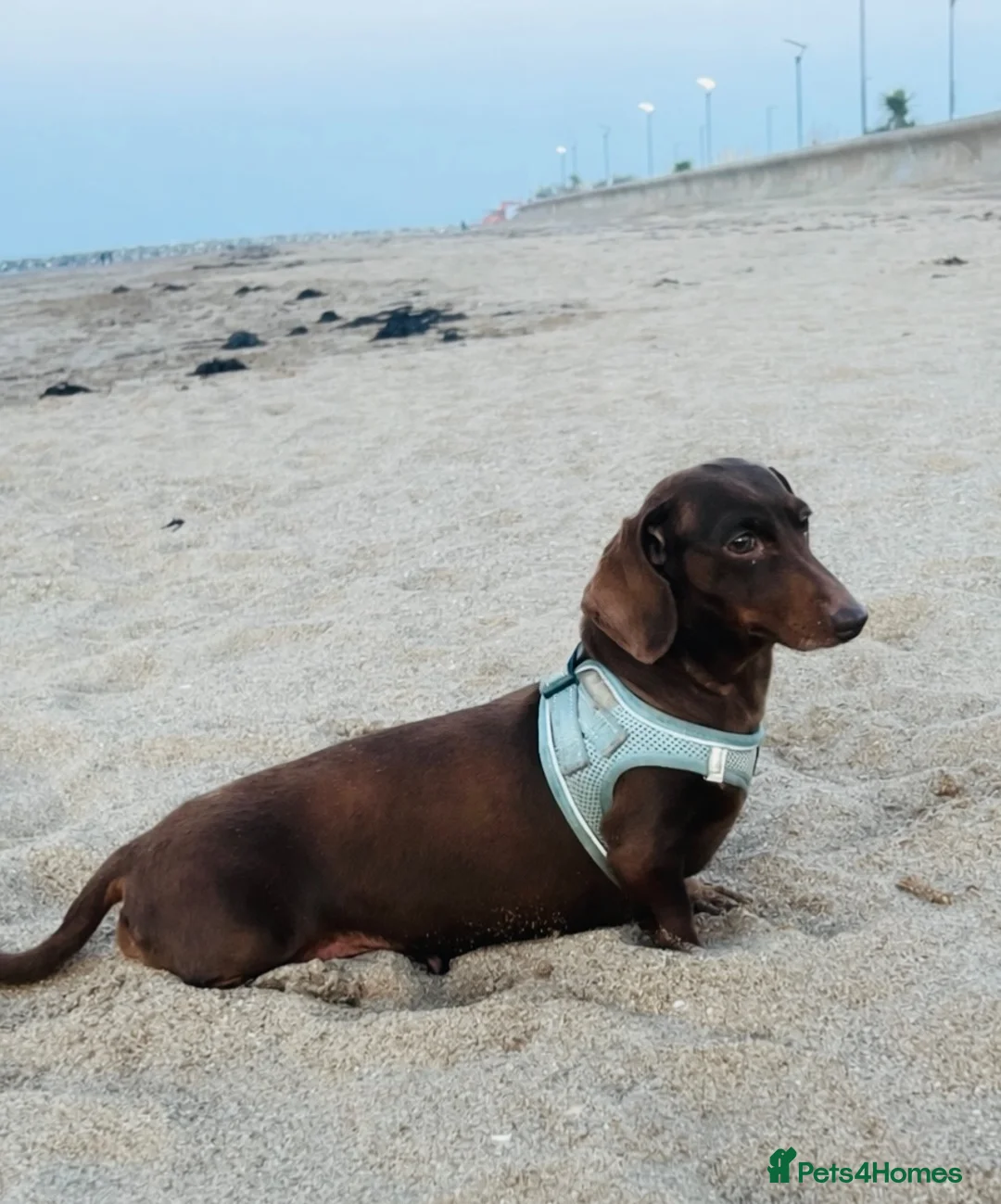 Miniature Dachshund dogs for sale: Sunny fluffy miniature dachshund - Advert 2