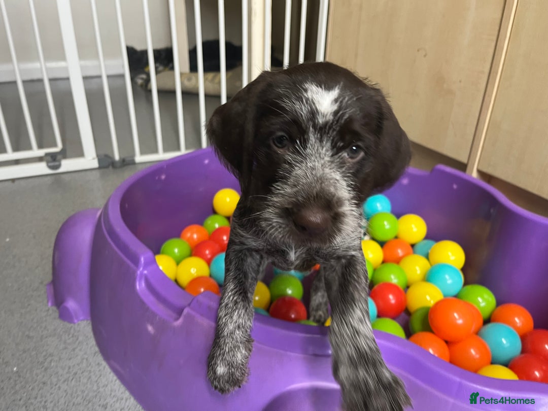 German Wirehaired Pointer dogs for sale: Stunning litter of German Wirehaired Pointers  - Advert 2