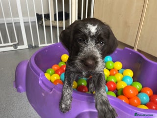 German Wirehaired Pointer dogs Stunning litter of German Wirehaired Pointers - Advert 2