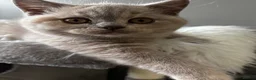 British Longhair cats for sale: **Only 2 Remaining! GCCF British LH/SH Kittens ** - Advert 32
