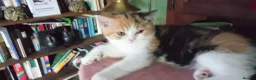 British Shorthair cats for sale: Grand champion sired - Advert 14