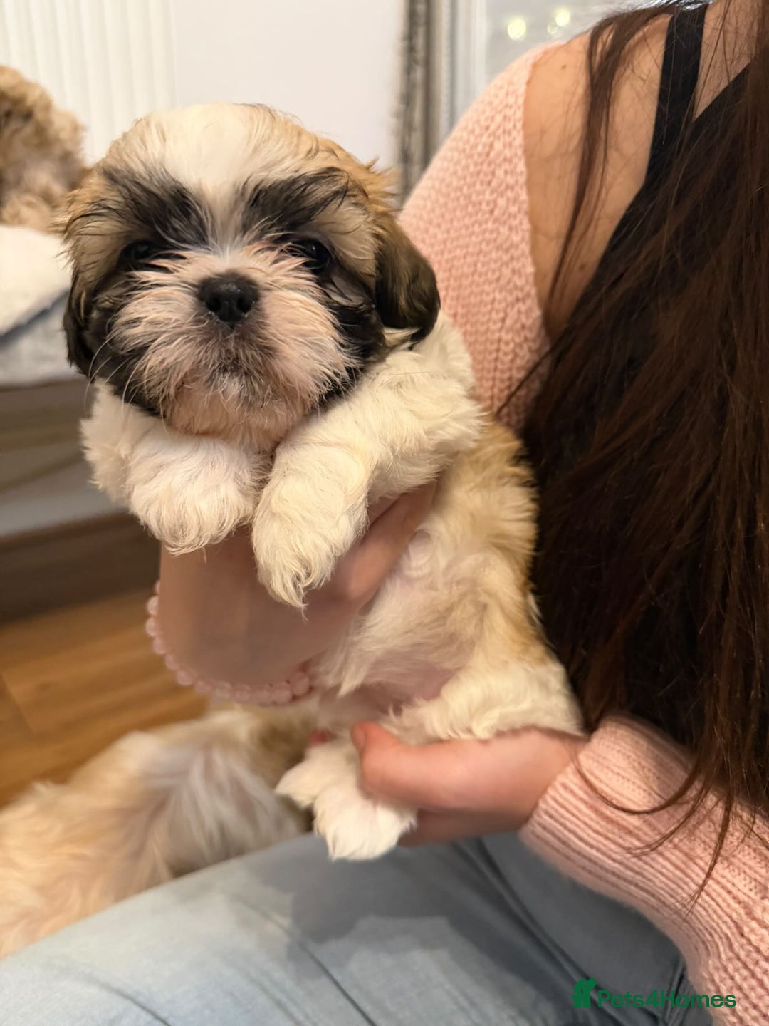 Shih Tzu dogs for sale: Shih Tzu - Advert 8