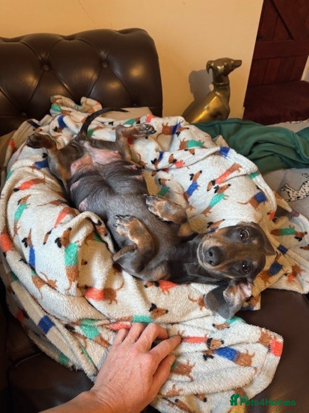 Miniature Dachshund dogs for sale: Adorable KC Reg smooth coated mini Dachshunds - Image 13