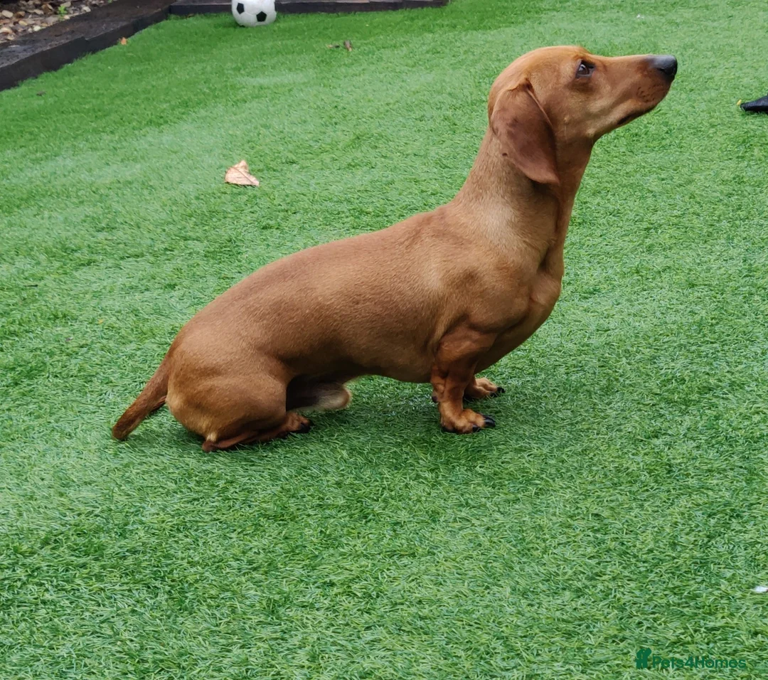 Miniature Dachshund dogs for stud: Miniature Shaded Red Dachshund for Stud PRA Clear in Faringdon - Advert 7
