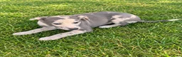 Italian Greyhound dogs for sale: Italian greyhound x whippet - Advert 1