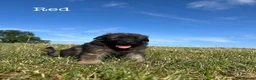 German Shepherd dogs for sale: Healthy & Chunky German Shepherd Puppies - Advert 9