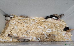 Mouse rodents for sale: Female fancy mice  - Image 8