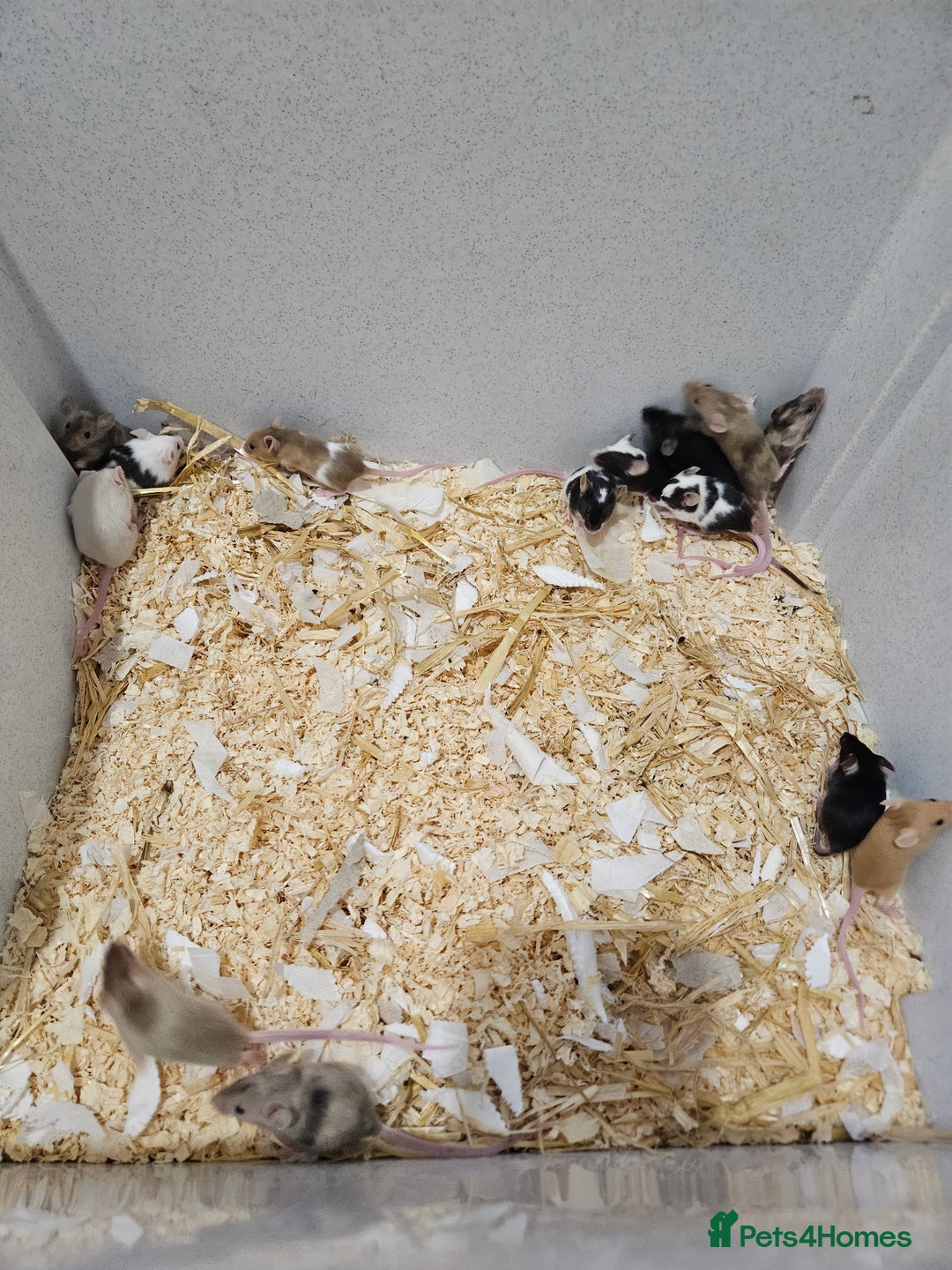 Mouse rodents for sale: Female fancy mice  - Image 8