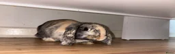 Mini Lop rabbits for sale: 4 month boy lop ear rabbit in Heanor - Advert 5