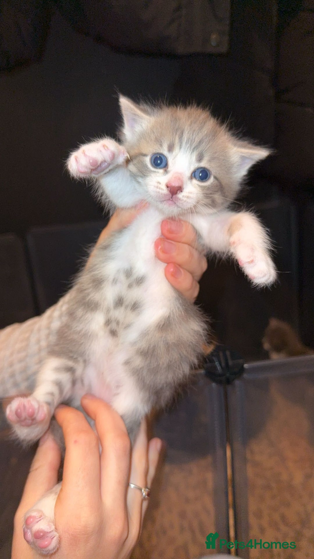 Bengal cats for sale: Girl Bengal cross kitten  - Advert 2