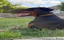 Dobermann dogs for sale: Male Dobermann 18 Months Old Crate Trained - Image 8