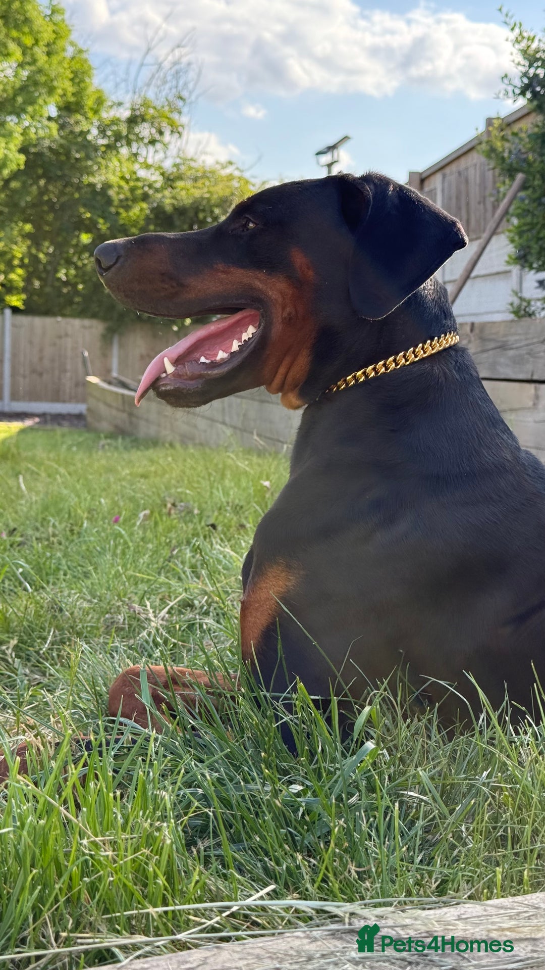 Dobermann dogs for sale: Male Dobermann 18 Months Old Crate Trained - Image 8