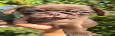 Pug 1