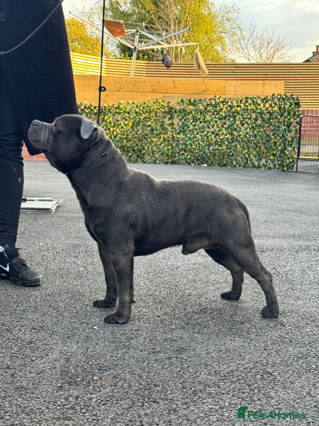 Staffordshire Bull Terrier dogs for sale: Quality Black to blue Staffordshire bull terrier - Image 18