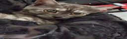 British Shorthair cats for sale: 3 gorgeous Kittens born to a BSH mother  - Advert 7