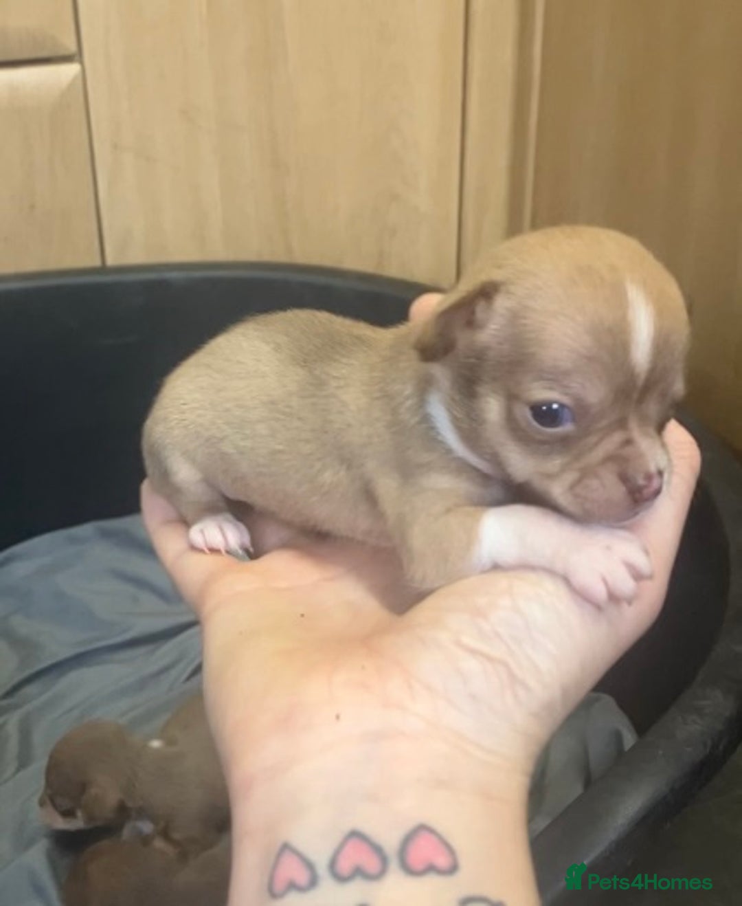 Chihuahua dogs for sale: Chihuahua Puppies - with starter kits  - Image 10